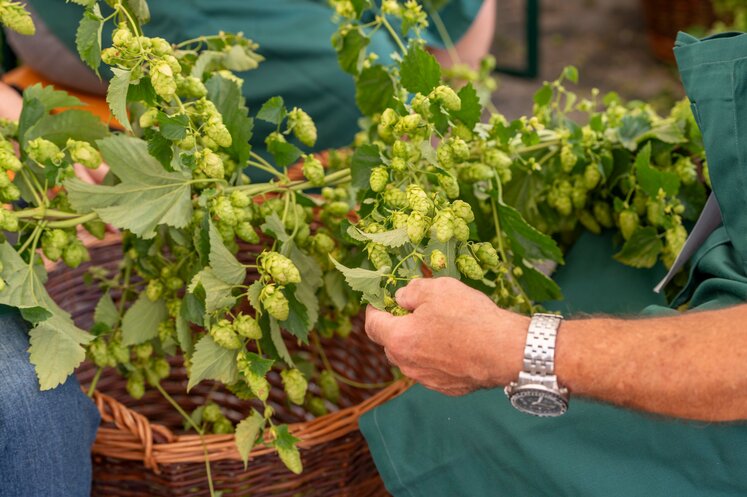 Bei idealem Bierwetter: Brauerei Schützengarten zupfte den Hopfen mit zahlreichen Gästen